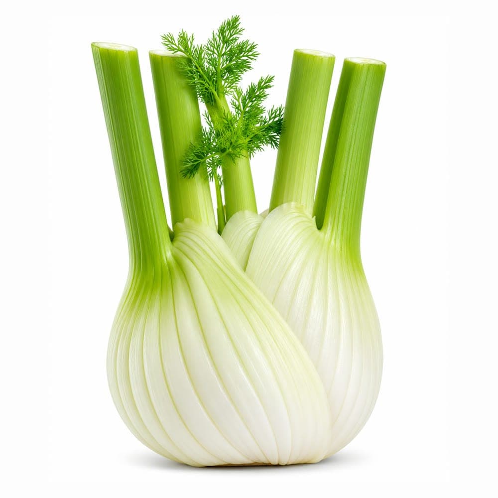 Fennel Bulb
