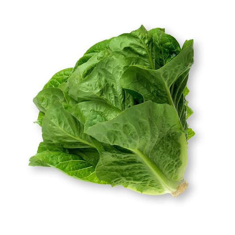 Romaine Lettuce
