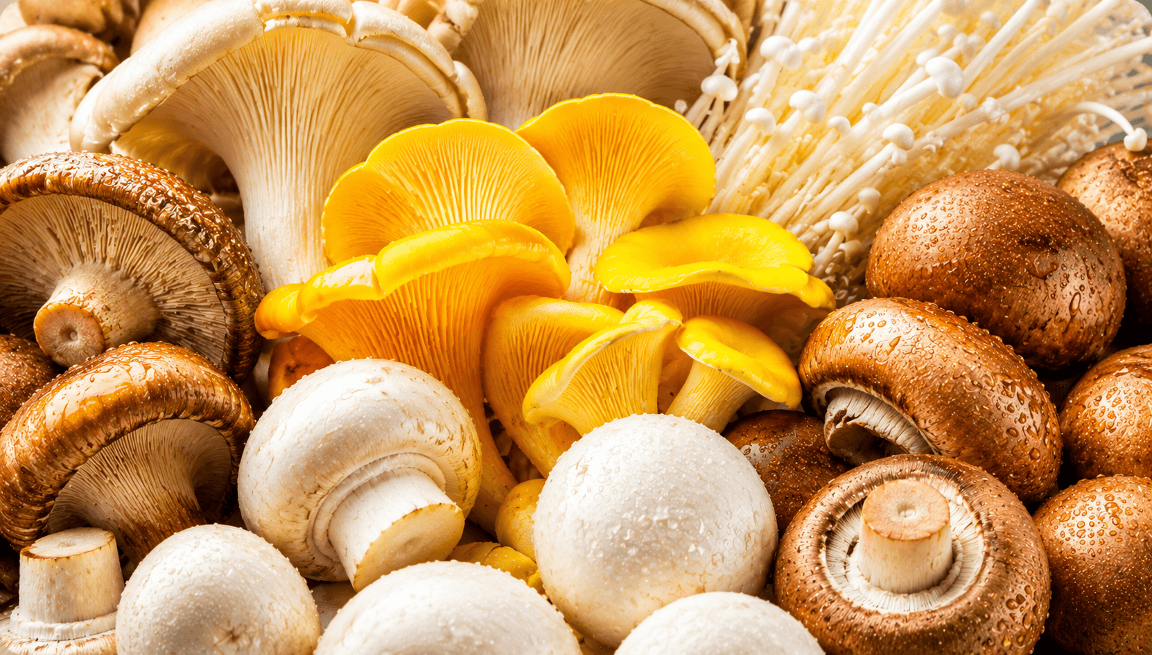 An assortment of fresh mushrooms