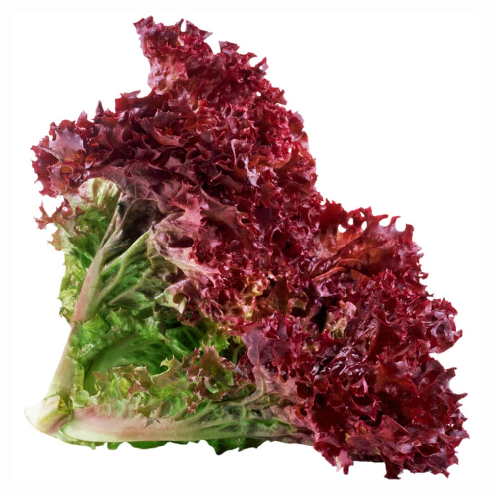 Lolo Rosso Lettuce